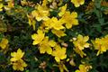 علف چای ، هوفاریقون ، گل شهناز ،rose of sharon  Jerusalem star، Aarron beard